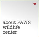 about PAWS wildlife center